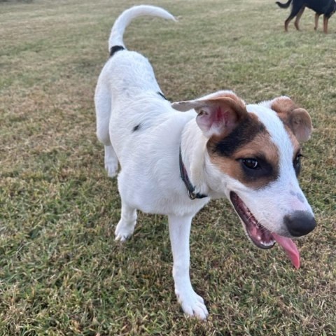 Noodles, an adoptable Shepherd, Australian Cattle Dog / Blue Heeler in Beresford, SD, 57004 | Photo Image 4