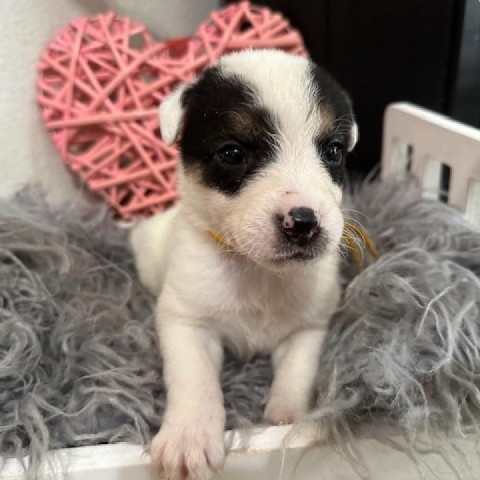 Noodles, an adoptable Shepherd, Australian Cattle Dog / Blue Heeler in Beresford, SD, 57004 | Photo Image 5