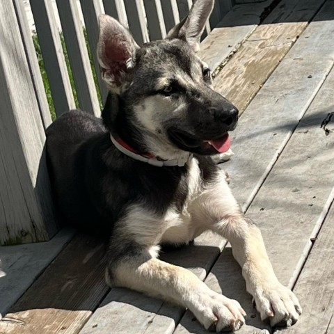 Kiss, an adoptable Husky in Sioux Falls, SD, 57106 | Photo Image 2