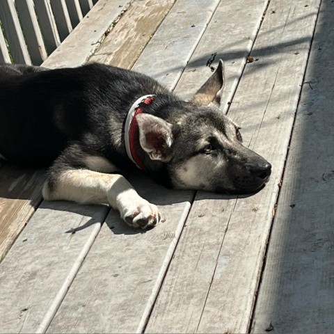 Kiss, an adoptable Husky in Sioux Falls, SD, 57106 | Photo Image 4