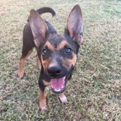 Mink, an adoptable Shepherd, Australian Cattle Dog / Blue Heeler in Beresford, SD, 57004 | Photo Image 1