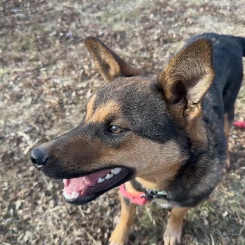 Mink, an adoptable Shepherd, Australian Cattle Dog / Blue Heeler in Beresford, SD, 57004 | Photo Image 1