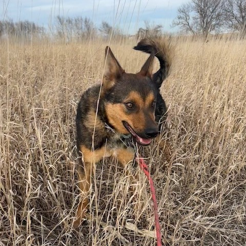 Mink, an adoptable Shepherd, Australian Cattle Dog / Blue Heeler in Beresford, SD, 57004 | Photo Image 1