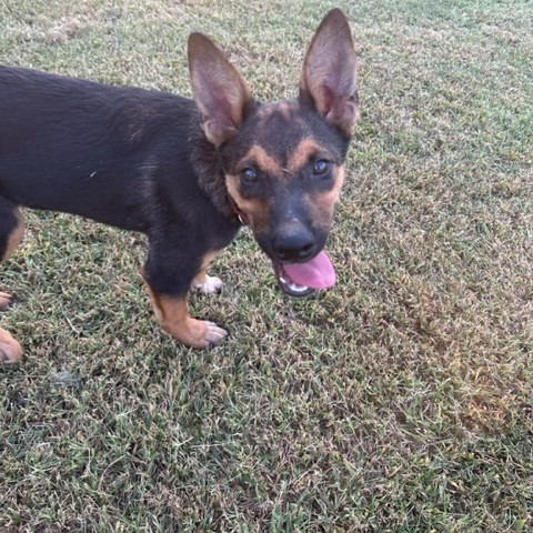 Mink, an adoptable Shepherd, Australian Cattle Dog / Blue Heeler in Beresford, SD, 57004 | Photo Image 2