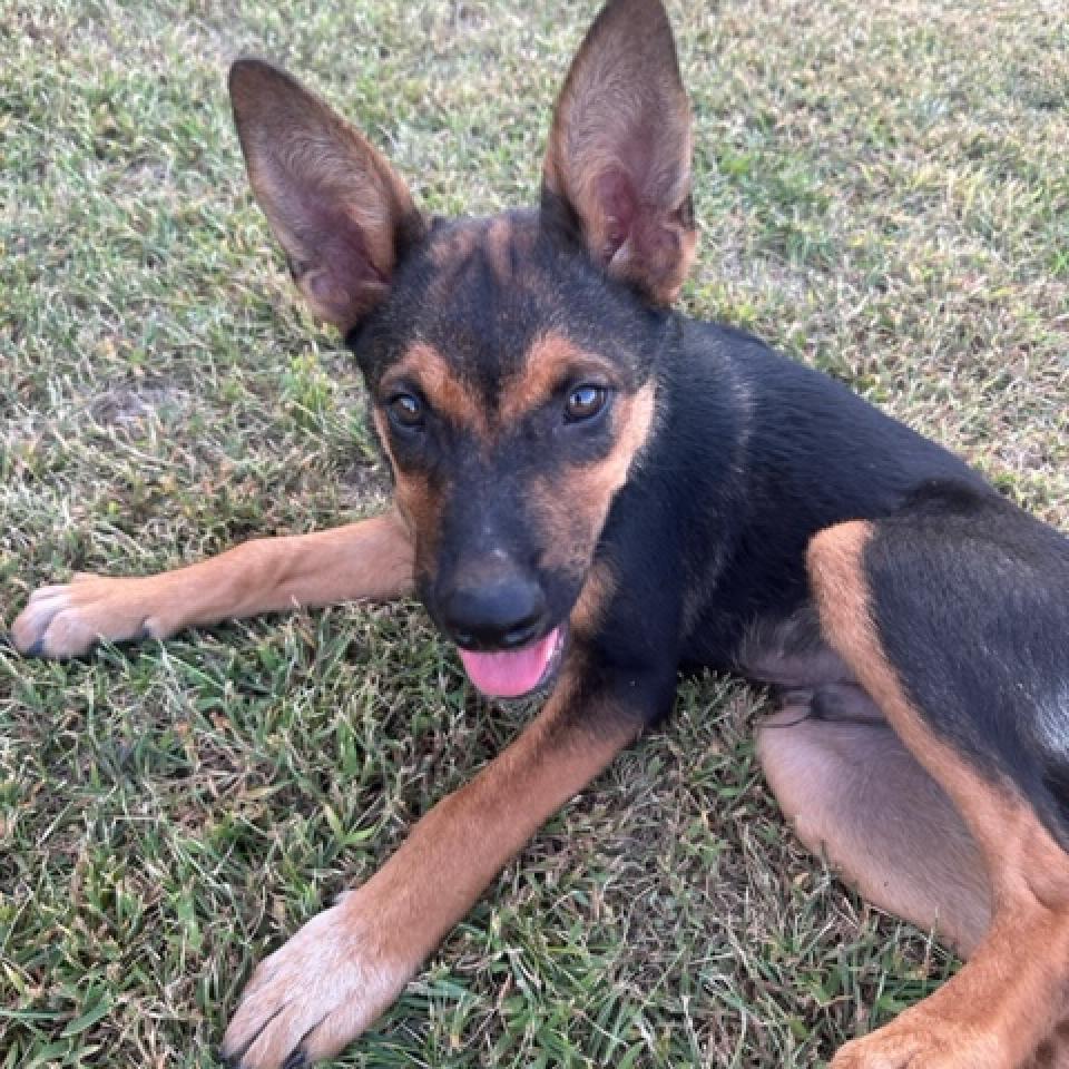 Mink, an adoptable Shepherd, Australian Cattle Dog / Blue Heeler in Beresford, SD, 57004 | Photo Image 2