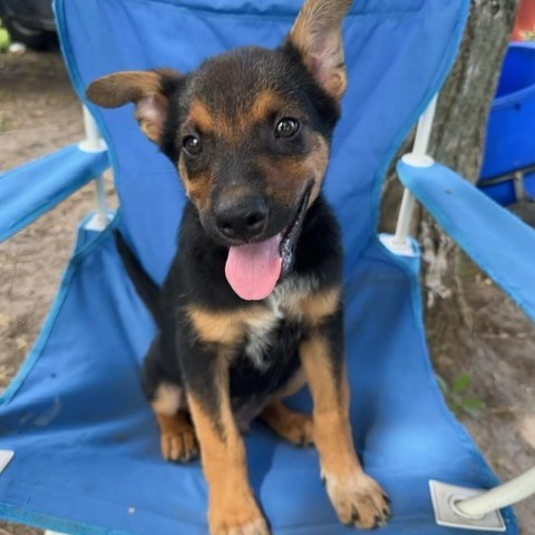 Mink, an adoptable Shepherd, Australian Cattle Dog / Blue Heeler in Beresford, SD, 57004 | Photo Image 3