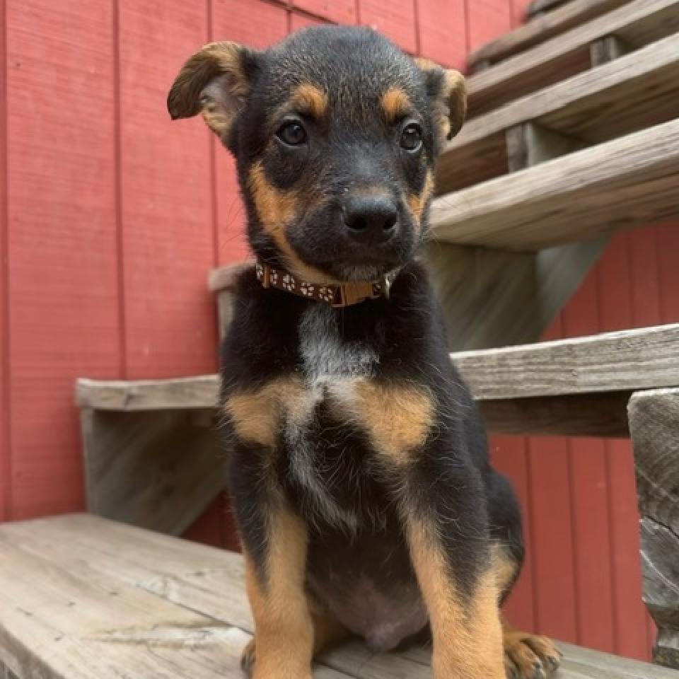 Mink, an adoptable Shepherd, Australian Cattle Dog / Blue Heeler in Beresford, SD, 57004 | Photo Image 3