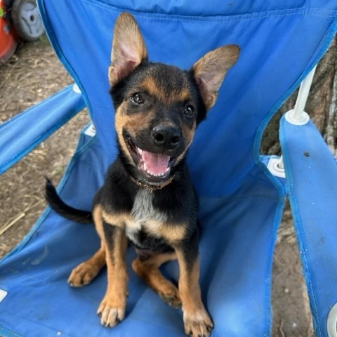 Mink, an adoptable Shepherd, Australian Cattle Dog / Blue Heeler in Beresford, SD, 57004 | Photo Image 4