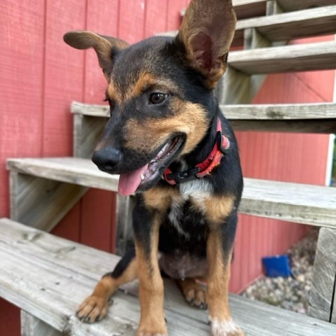 Mink, an adoptable Shepherd, Australian Cattle Dog / Blue Heeler in Beresford, SD, 57004 | Photo Image 4