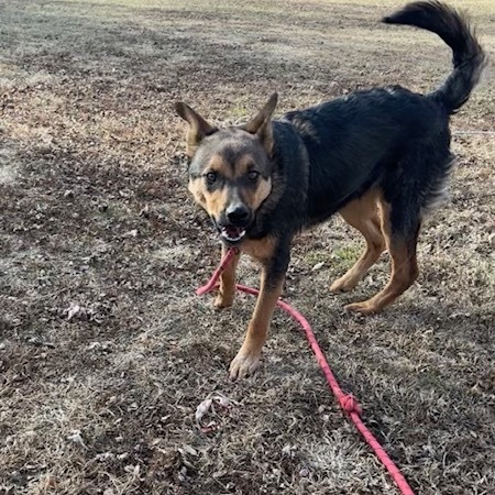 Mink, an adoptable Shepherd, Australian Cattle Dog / Blue Heeler in Beresford, SD, 57004 | Photo Image 6