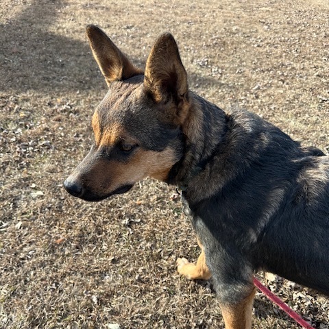 Mink, an adoptable Shepherd, Australian Cattle Dog / Blue Heeler in Beresford, SD, 57004 | Photo Image 6