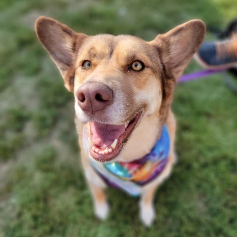 Mocha, an adoptable Husky in Sioux Falls, SD, 57106 | Photo Image 1