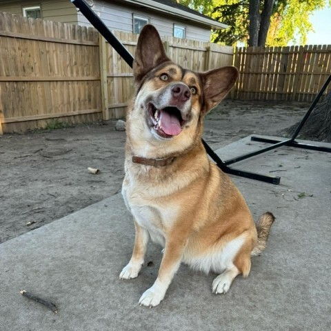 Mocha, an adoptable Husky in Sioux Falls, SD, 57106 | Photo Image 2