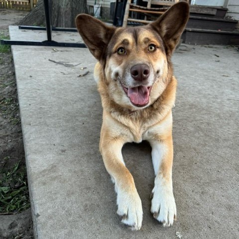 Mocha, an adoptable Husky in Sioux Falls, SD, 57106 | Photo Image 3