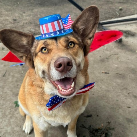 Mocha, an adoptable Husky in Sioux Falls, SD, 57106 | Photo Image 4