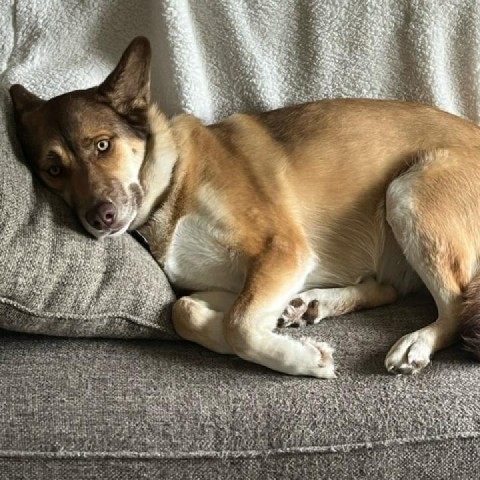 Mocha, an adoptable Husky in Sioux Falls, SD, 57106 | Photo Image 5