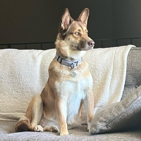 Mocha, an adoptable Husky in Sioux Falls, SD, 57106 | Photo Image 6