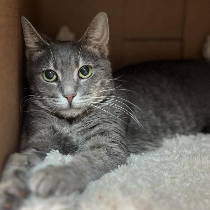 Nala 1