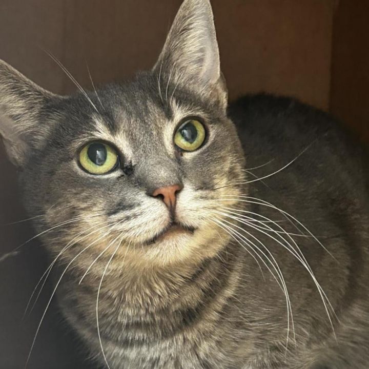 Nala 2