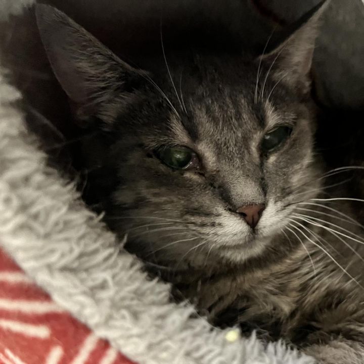 Nala 3