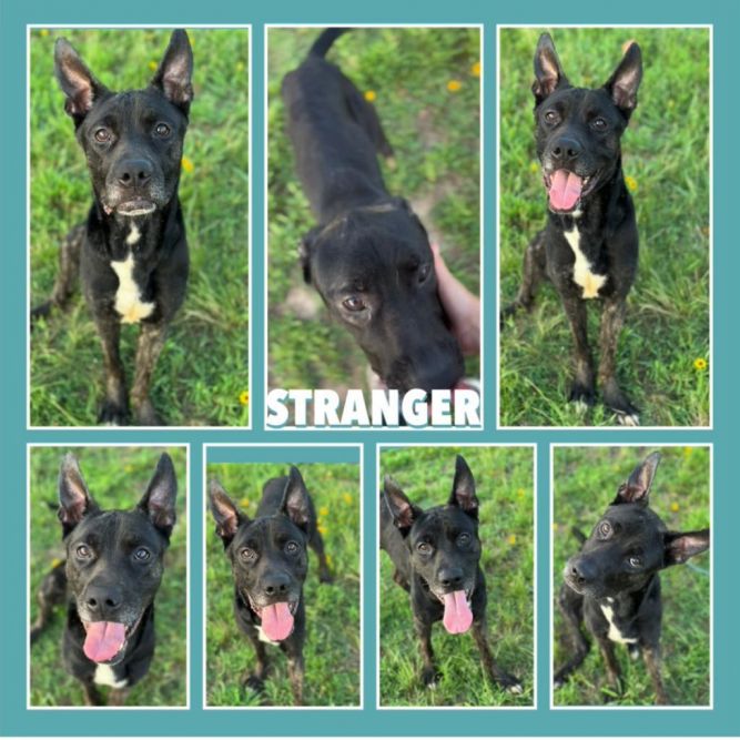 Stranger