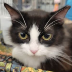 Meet Purrsephany a sweet and timid little kitty who adores being petted and loved Although she mig