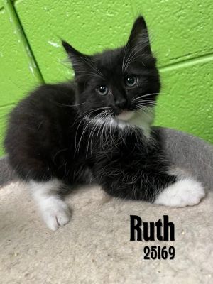 Meet darling Ruth a charming long haired tux who would love to be adopted with sibling Harley Jr 