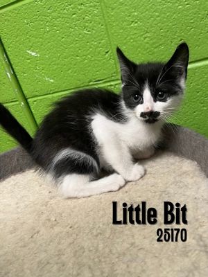 Meet Little Bit the kitten with the cutest mustache ever Little Bit would love to be adopted with 