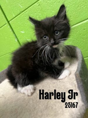 Meet Harley Jr a black and white floof of love who would love to be adopted with sibling Ruth bec