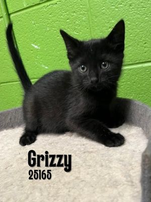 Grizzy Domestic Short Hair Cat
