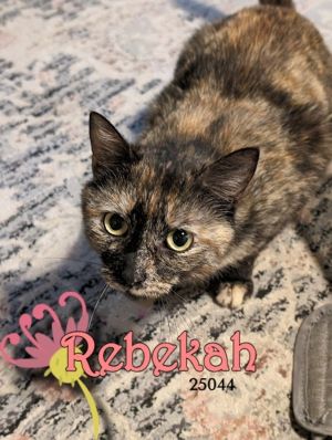Mama Kitty Rebekah took such great care of her kittens and earned her beloved retirement She is a g
