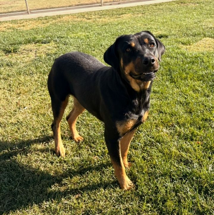Sadie 1