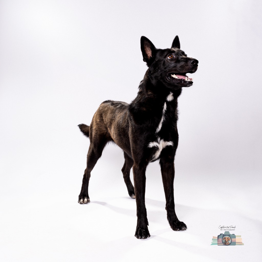 Trent, an adoptable Shepherd in El Paso, TX, 79906 | Photo Image 1