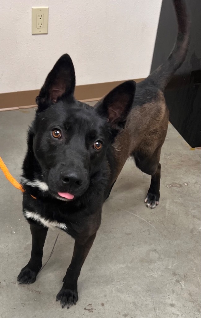 Trent, an adoptable Shepherd in El Paso, TX, 79906 | Photo Image 2