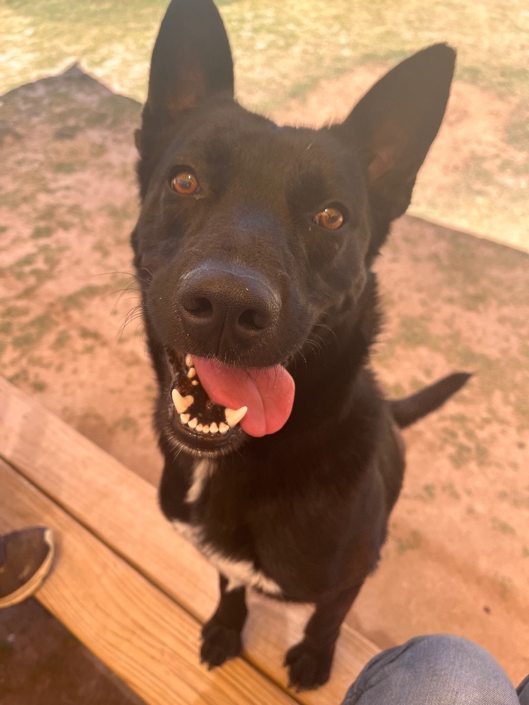 Trent, an adoptable Shepherd in El Paso, TX, 79906 | Photo Image 3