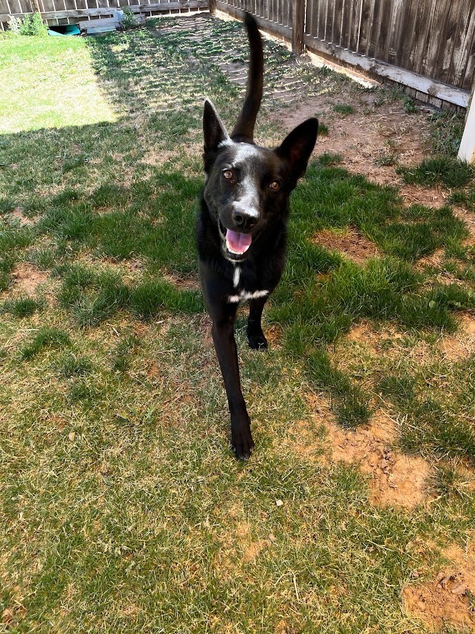 Trent, an adoptable Shepherd in El Paso, TX, 79906 | Photo Image 4