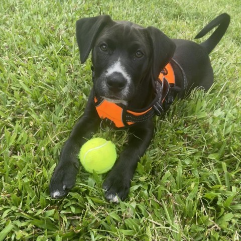 Luxury Car Litter: Ferrari, an adoptable Coonhound, Border Collie in Keaau, HI, 96749 | Photo Image 1