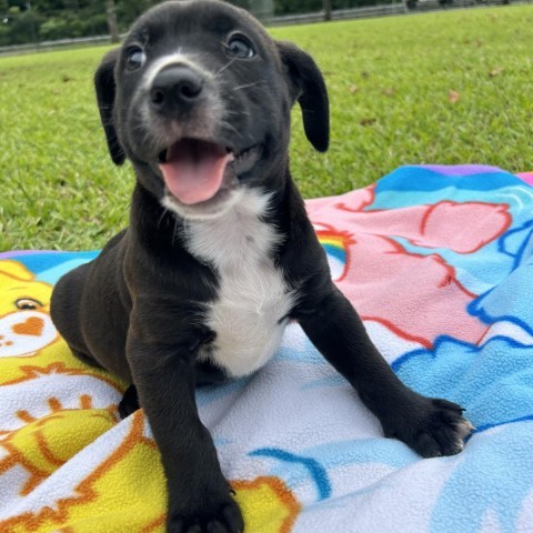 Luxury Car Litter: Ferrari, an adoptable Coonhound, Border Collie in Keaau, HI, 96749 | Photo Image 2