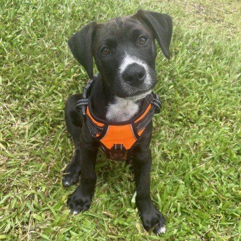 Luxury Car Litter: Ferrari, an adoptable Coonhound, Border Collie in Keaau, HI, 96749 | Photo Image 3