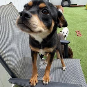 Fern Chihuahua Dog