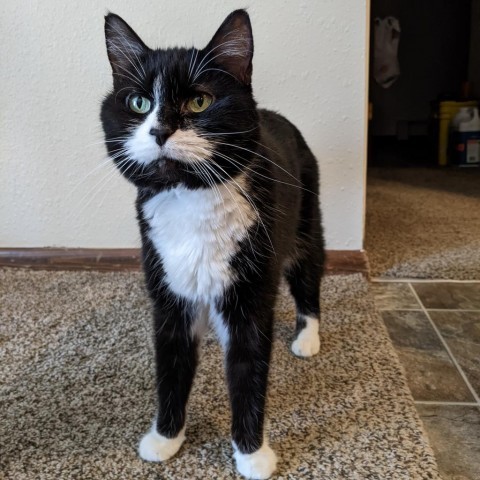 Vintage, an adoptable Domestic Short Hair in Fargo, ND, 58102 | Photo Image 1