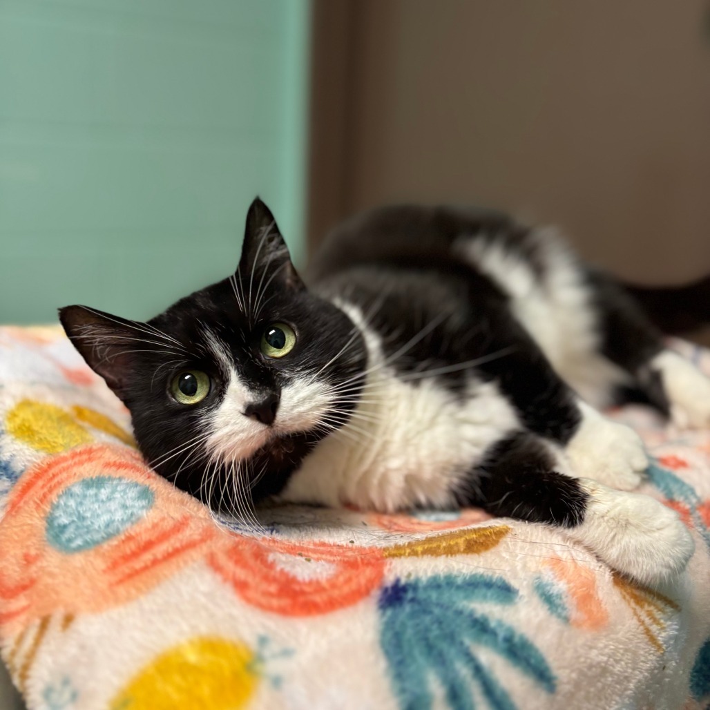 Vintage--In Foster, an adoptable Domestic Short Hair in Fargo, ND, 58102 | Photo Image 1