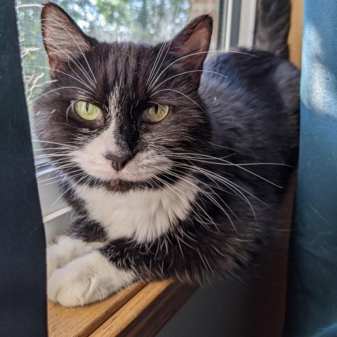 Vintage--In Foster, an adoptable Domestic Short Hair in Fargo, ND, 58102 | Photo Image 2