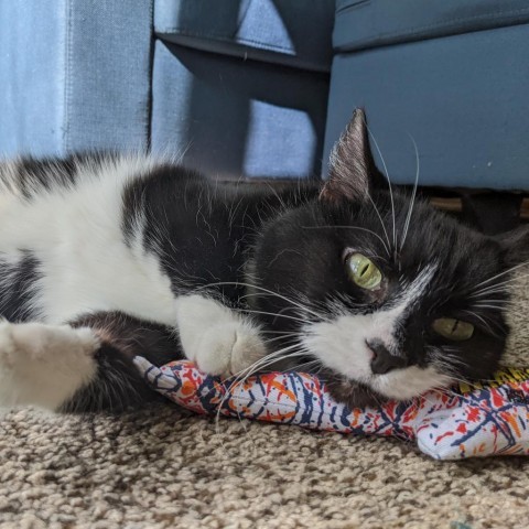 Vintage, an adoptable Domestic Short Hair in Fargo, ND, 58102 | Photo Image 3