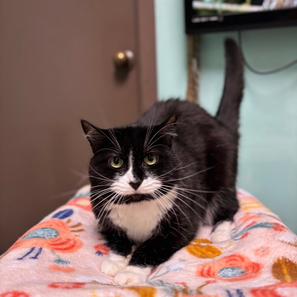 Vintage--In Foster, an adoptable Domestic Short Hair in Fargo, ND, 58102 | Photo Image 5