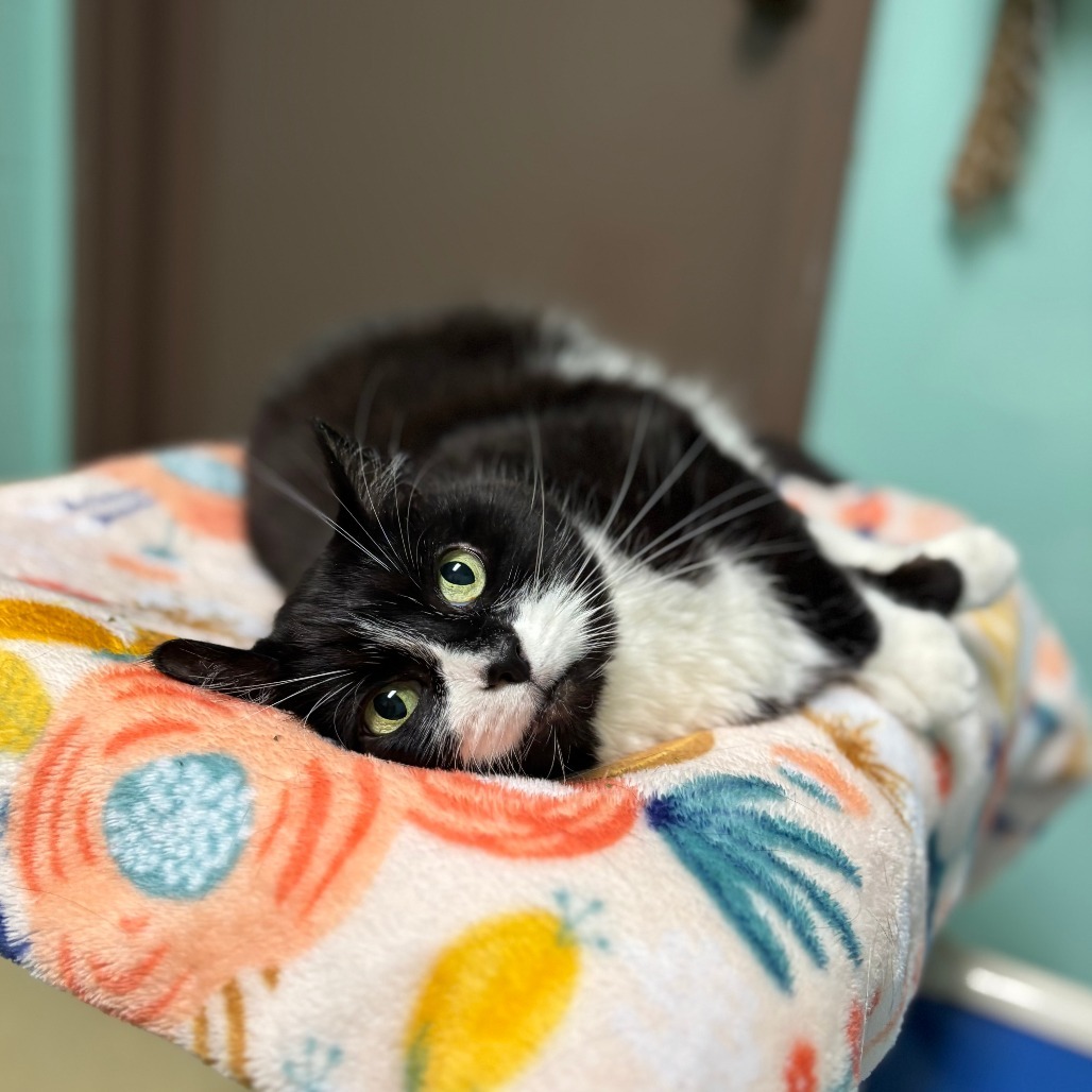 Vintage--In Foster, an adoptable Domestic Short Hair in Fargo, ND, 58102 | Photo Image 6