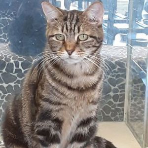 Jocelyn, Adult Female unknown