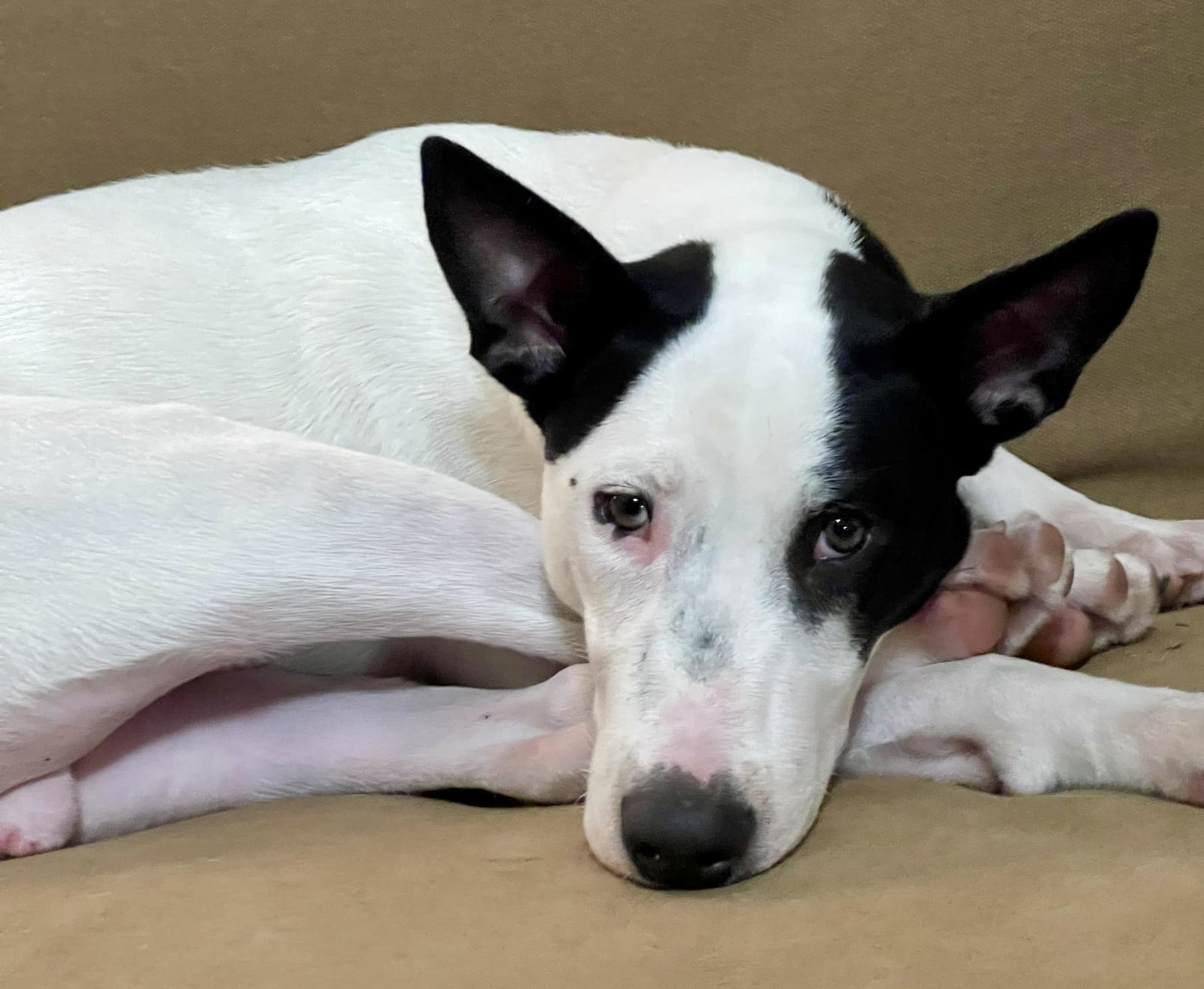 Roscoe, an adoptable Bull Terrier in Wilmington, NC, 28408 | Photo Image 1