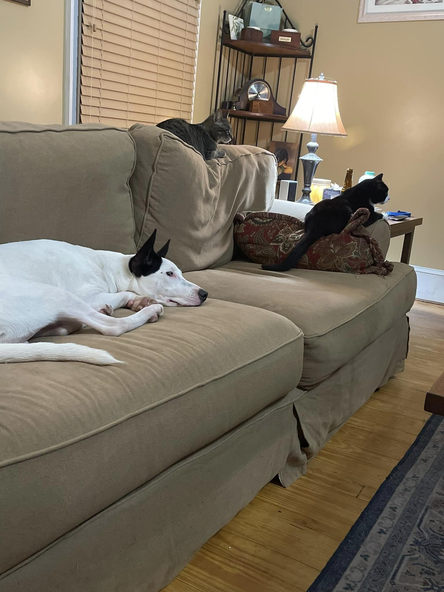 Roscoe, an adoptable Bull Terrier in Wilmington, NC, 28408 | Photo Image 3