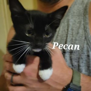 Pecan Domestic Short Hair Cat